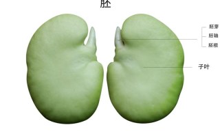 蚕豆从哪里来（蚕豆从哪里来的）