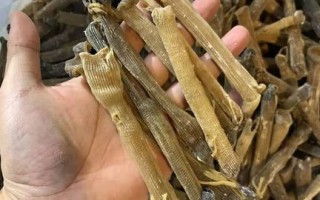 沙虫沙袋在哪里（沙虫怎么晒干）