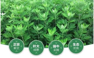 艾叶哪里的好（哪里的艾条最好最正宗）