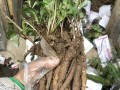 沙参哪里的好（南沙参种植技术及亩收益）