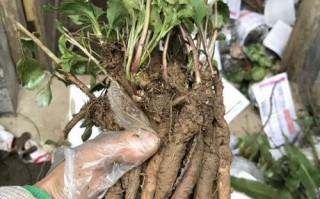 沙参哪里的好（南沙参种植技术及亩收益）