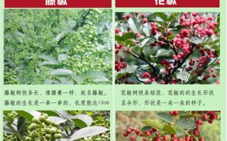 哪里的麻椒花椒最麻最香,哪里的花椒最好吃最出名