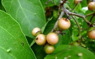 破布子哪里有卖的（破布子的食用方法）