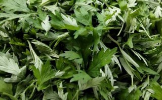 沈阳艾蒿哪里有（沈阳艾蒿哪里有卖的）
