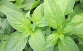 荆菜是哪里菜（荆菜是哪里菜系）