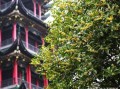 重庆哪里可以看桂花,哪里看桂花最好