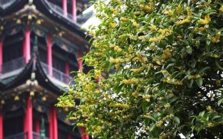 重庆哪里可以看桂花,哪里看桂花最好