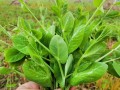 豌豆尖要去哪里（豌豆尖在浙江叫什么）