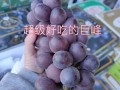 葡萄哪里的好吃（最好吃葡萄排名前十名）