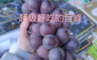 葡萄哪里的好吃（最好吃葡萄排名前十名）