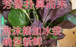 新鲜紫苏怎么冷冻储藏,哪里有新鲜的紫苏卖啊