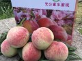 水蜜桃哪里产的（水蜜桃哪里产的最有名）