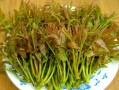 香椿芽哪里的好吃,哪里的椿芽好吃