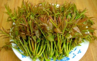 香椿芽哪里的好吃,哪里的椿芽好吃