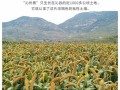 哪里的黄小米最好吃（中国四大小米之乡）