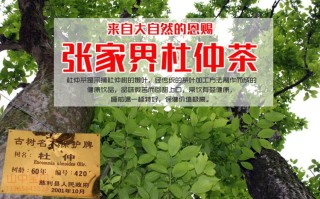 杜仲茶哪里的好（杜仲茶哪里的好）