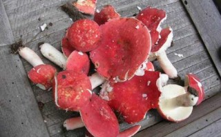 红菇是哪里的特产（江西红菇和福建红菇的区别）