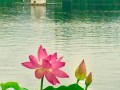 河北荷元素怎么样（2023亚运为什么会有荷花）