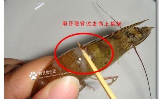 大龙虾的虾线在哪里（大龙虾虾线怎么弄）