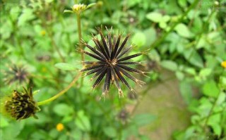 鬼针草吃哪里（鬼针草吃哪里最好）