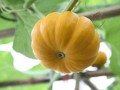 窝瓜来自哪里（为什么把日本称为倭瓜）