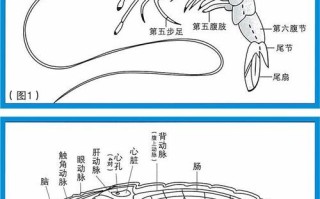 虾的背部和腹部哪一条线是虾粪,虾肠子在哪个部位