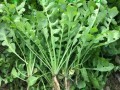 哪里有荠菜（新鲜荠菜哪里买）