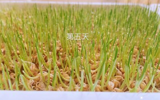 麦苗能做麦芽糖吗,麦芽糖来自哪里的物质
