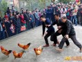 小心鸡项目怎么样（跑堂鸡有打法有什么特点）