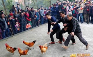 小心鸡项目怎么样（跑堂鸡有打法有什么特点）
