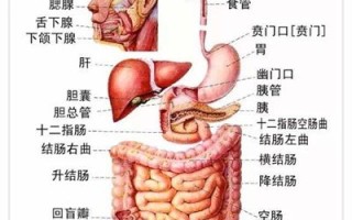 盲肠的解释,育肠在哪个位置