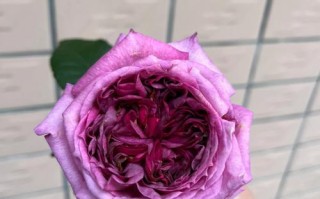 花盆蛋糕哪里有卖（蓝莓蛋糕月季适合盆栽吗）
