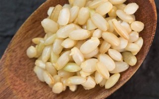 发芽米哪里卖（米芽是什么意思）
