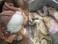 怎么样猪肚才算好（一个猪肚几斤）