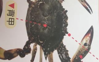 螯足是哪里（螯足是哪里 是钳子嘛）