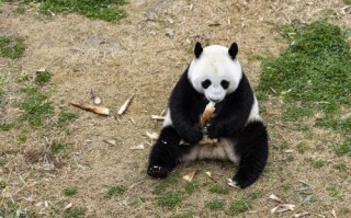 大熊猫的竹笋从哪里弄,竹笋哪里来的