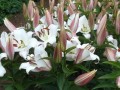 百合花哪里的好（百合花哪里的好种植）
