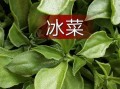 冰菜是哪里的特产,冰菜是哪里的特产
