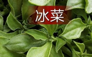 冰菜是哪里的特产,冰菜是哪里的特产