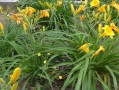 哪里吃六月黄（哪里吃六月黄花菜最好）