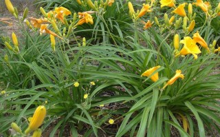 哪里吃六月黄（哪里吃六月黄花菜最好）