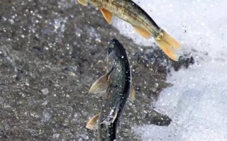 青海湖湟鱼怎样吃,湟鱼分布