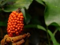 上饶十大果,芋头果实