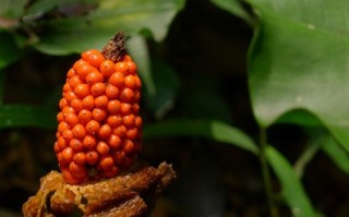 上饶十大果,芋头果实