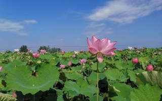 百里荷香味道怎么样（什么地方有荷花）