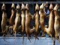 哪里人吃狗肉（哪里吃狗肉最出名）