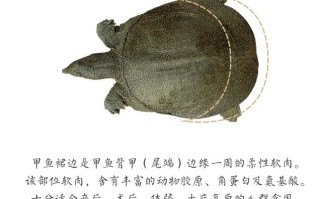 甲鱼裙边在哪里（甲鱼裙边在哪里生长）