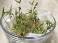 绿豆生在哪里（绿豆生在哪里?）