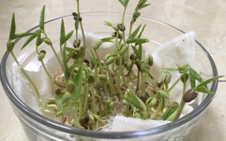 绿豆生在哪里（绿豆生在哪里?）