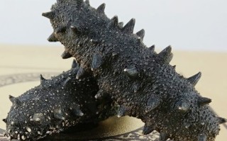 中国哪里产海参（中国哪里产海参质量比较好）